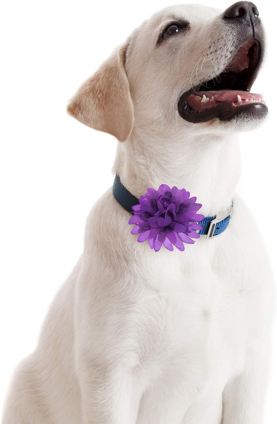 20 Pcs Pet Flower Collar Bow Dog Collar Dog Flower Accessory Multi Color Soft Chiffon Bow Tie Charms for Puppy Grooming Accessories(10 Cm/ 4 Inch)